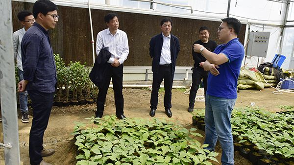 农场公司邀请专业人士现场指导林苗生产
