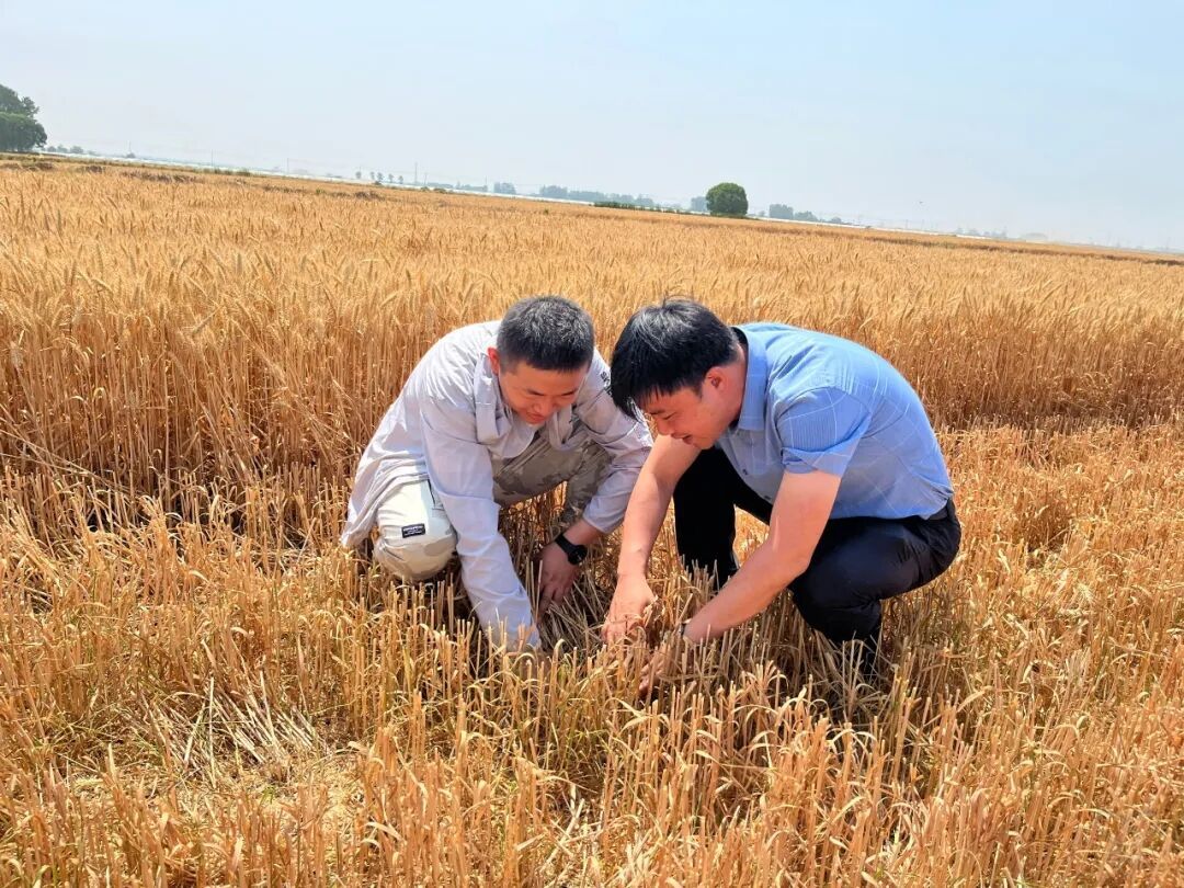 农场公司机关工作人员积极蹲点服务三夏