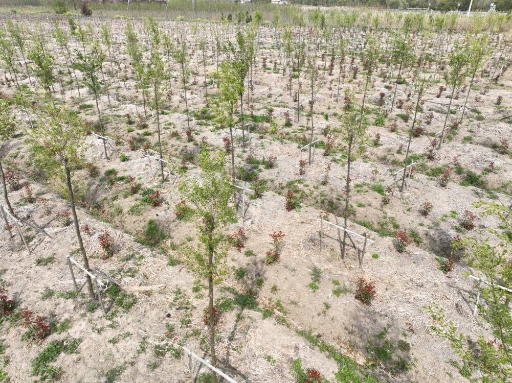 乡村振兴 看农场公司如何打造新农场