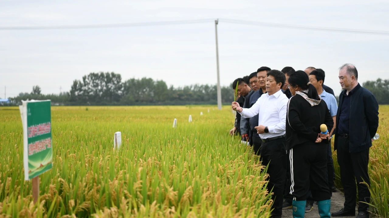 分公司组织开展水稻品种观摩活动
