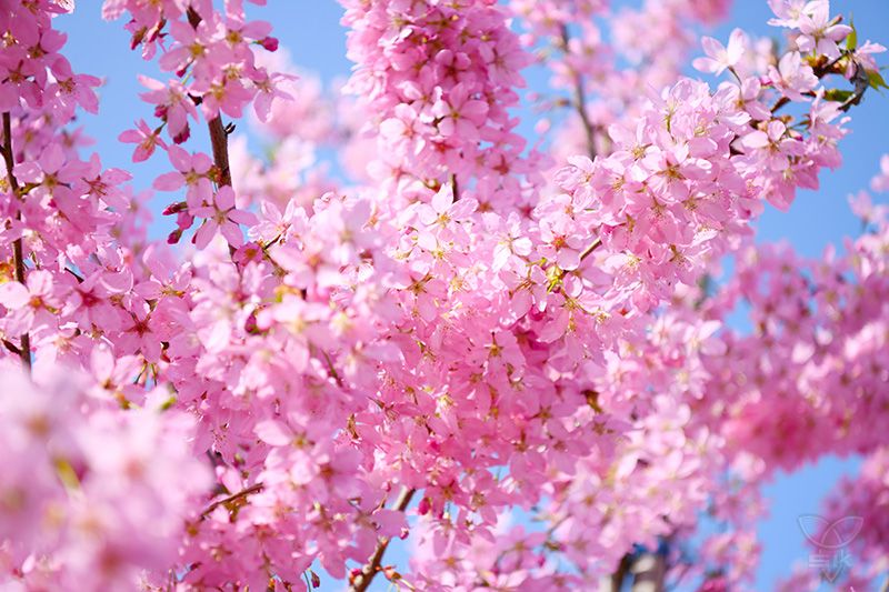 农场公司：百亩樱花树 吸“睛”更吸“金”
