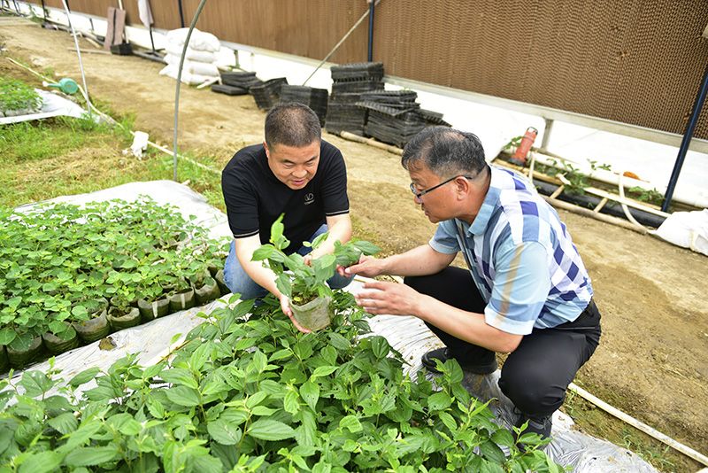 白马湖：着眼“土”“特”“产” 探寻发展路