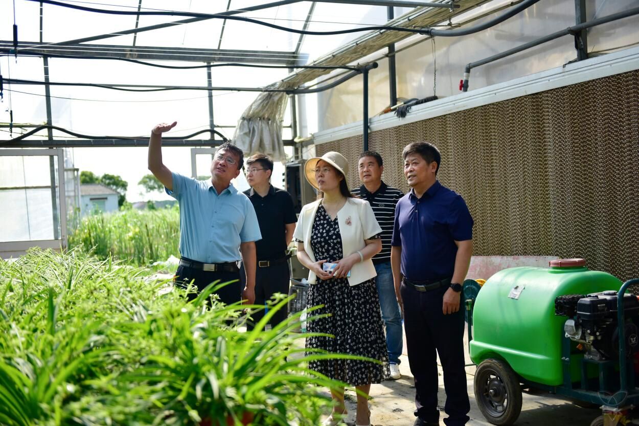 淮安市农科院专家到农场公司指导食用菌产业发展工作