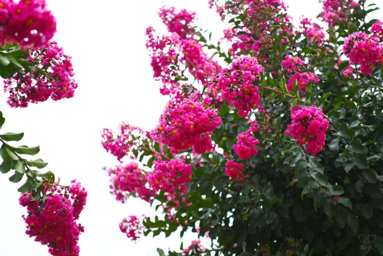 农场公司：紫薇花开 栽植“风景” 收获“钱”景